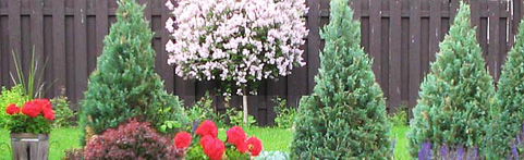 Landscape & Tree Services in Massachusetts